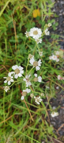 Sneezewort
