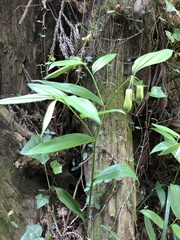 Disporum sessile