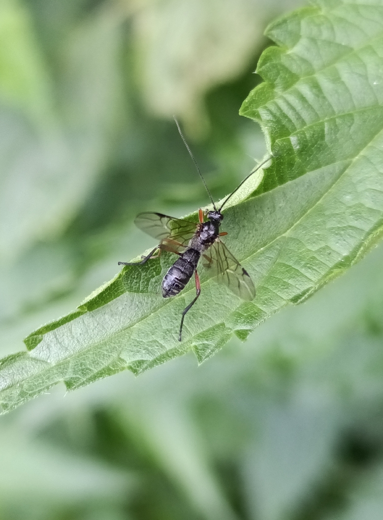 Aleiodes dissector