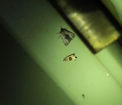 Helcystogramma hibisci