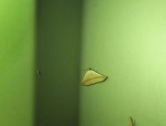 Eublemma perversicolor