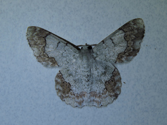 Pingasa ruginaria pacifica