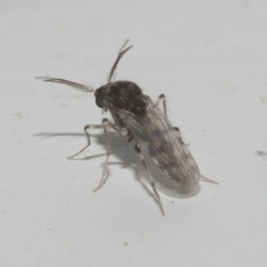 Culicoides