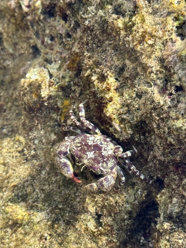 Eriphia scabricula observed 2026-07-03