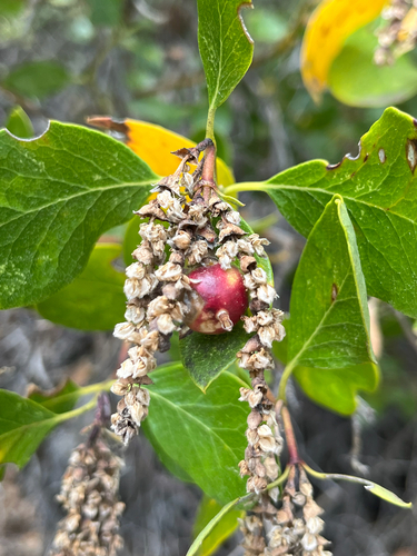 iNaturalist observation photo of Silktassel Flower Gall Midge