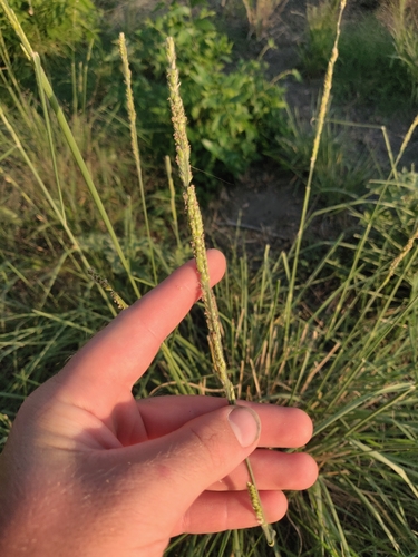 Eriochloa sericea, photograph 5