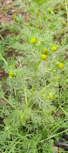pineapple-weed