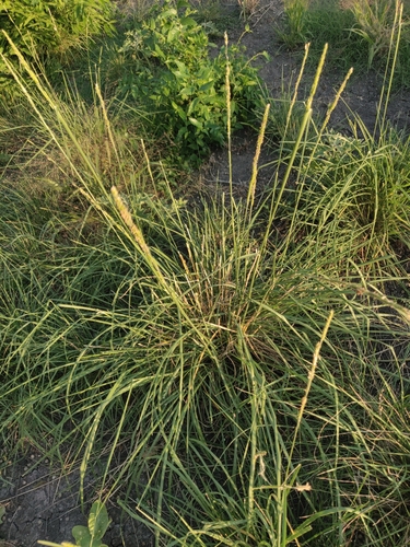 Eriochloa sericea, photograph 6