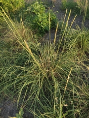 Eriochloa sericea, photograph author not stated, no rights reserved