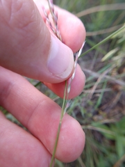 Pappophorum bicolor
