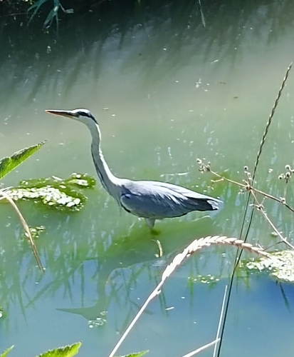 Grey Heron