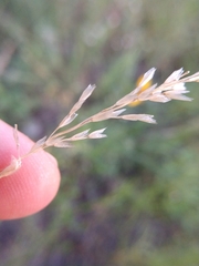 Pappophorum bicolor