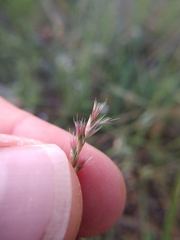 Pappophorum bicolor