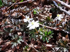 Anemonoides amurensis