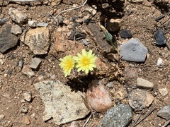 Malacothrix fendleri