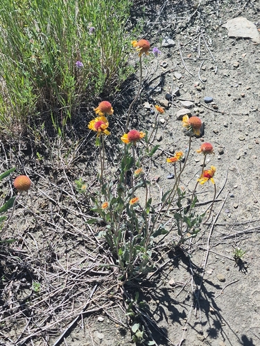 great blanketflower