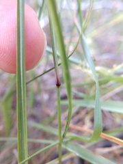 Pappophorum bicolor