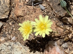 Malacothrix fendleri