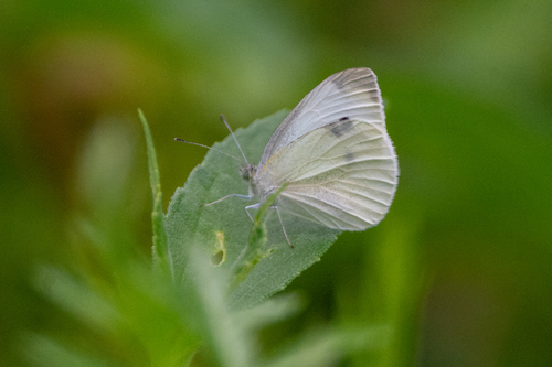 Small White
