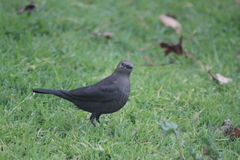 Euphagus cyanocephalus