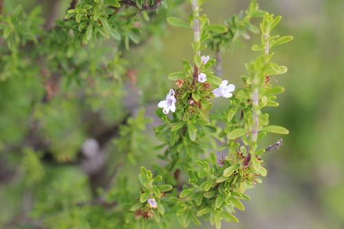 Clinopodium chilense, photograph 2