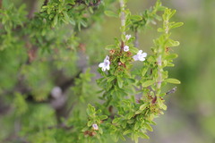 (c) Cesar Ormazabal, some rights reserved (CC BY) Clinopodium chilense, photograph (c) Cesar Ormazabal, some rights reserved (CC BY)