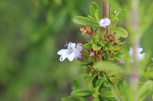Clinopodium chilense, photograph 3