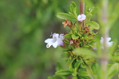 (c) Cesar Ormazabal, some rights reserved (CC BY) Clinopodium chilense, photograph (c) Cesar Ormazabal, some rights reserved (CC BY)