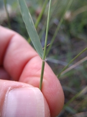Pappophorum bicolor