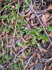 Anemonoides amurensis