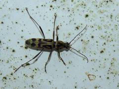 Chlorophorus annularis