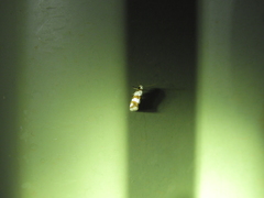 Prepocosma schalidota