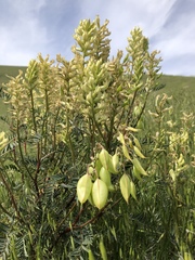 Astragalus asymmetricus