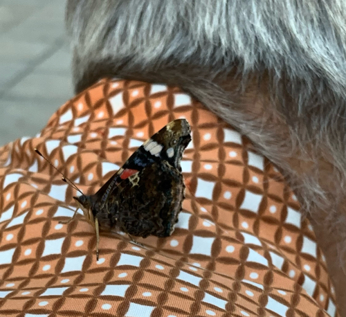 Red Admiral