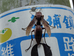 Polistes tenebricosus