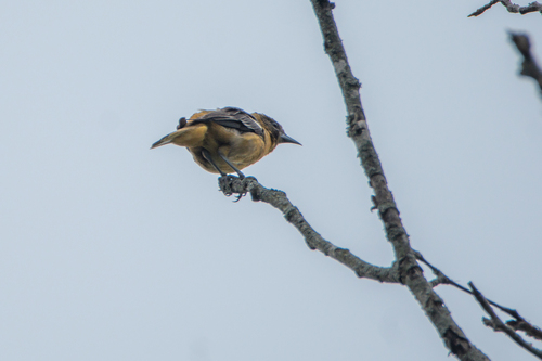 Baltimore Oriole