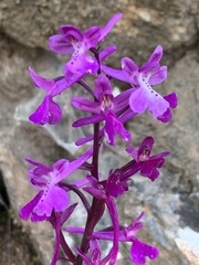 Orchis anatolica
