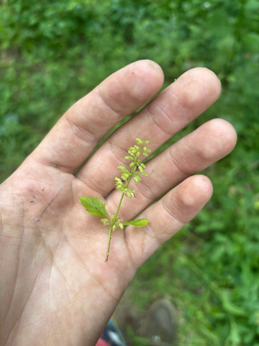 Clinopodium gracile, photograph 2