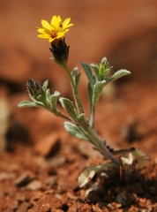 Lessingia tenuis
