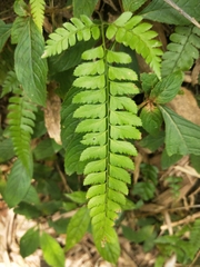 Polystichum hancockii