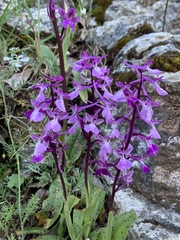 Orchis anatolica
