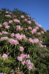 Rhododendron makinoi