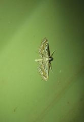 Parapoynx dentizonalis