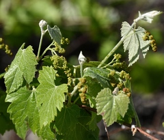 Vitis arizonica