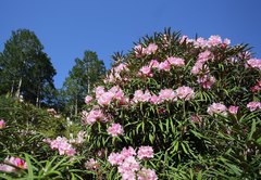 Rhododendron makinoi