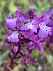 Orchis anatolica