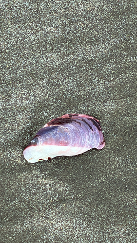 Modiolus capax, 2026-07-03
