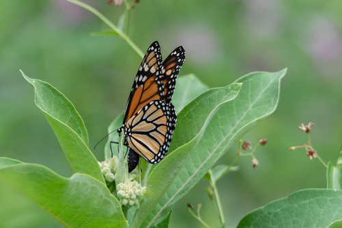 Monarch