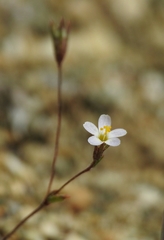 Leptosiphon pygmaeus continentalis