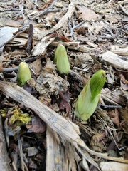 Veratrum oxysepalum